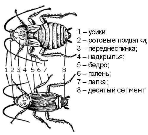 На фото описано строение тараканов